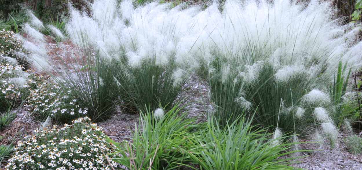 Злак Мюленбергия волосовидная