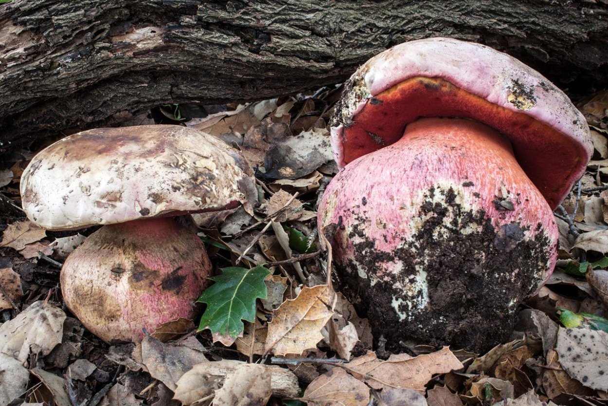 Boletus pulcherrimus