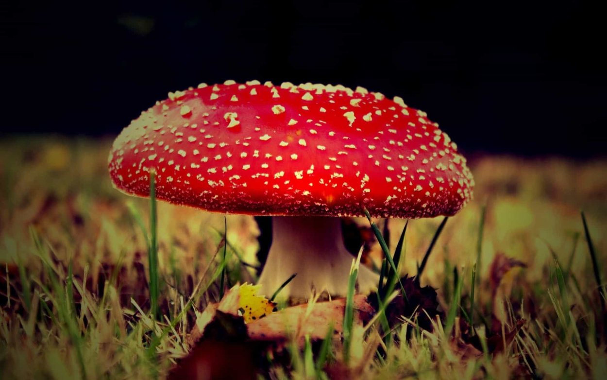 Моховик красный Xerocomus rubellus