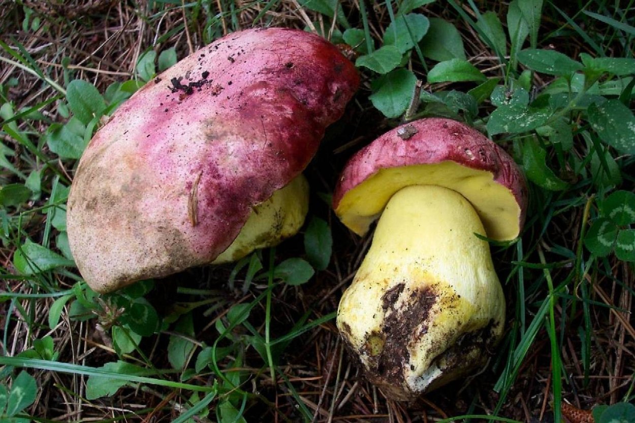 Моховик красный Hortiboletus rubellus
