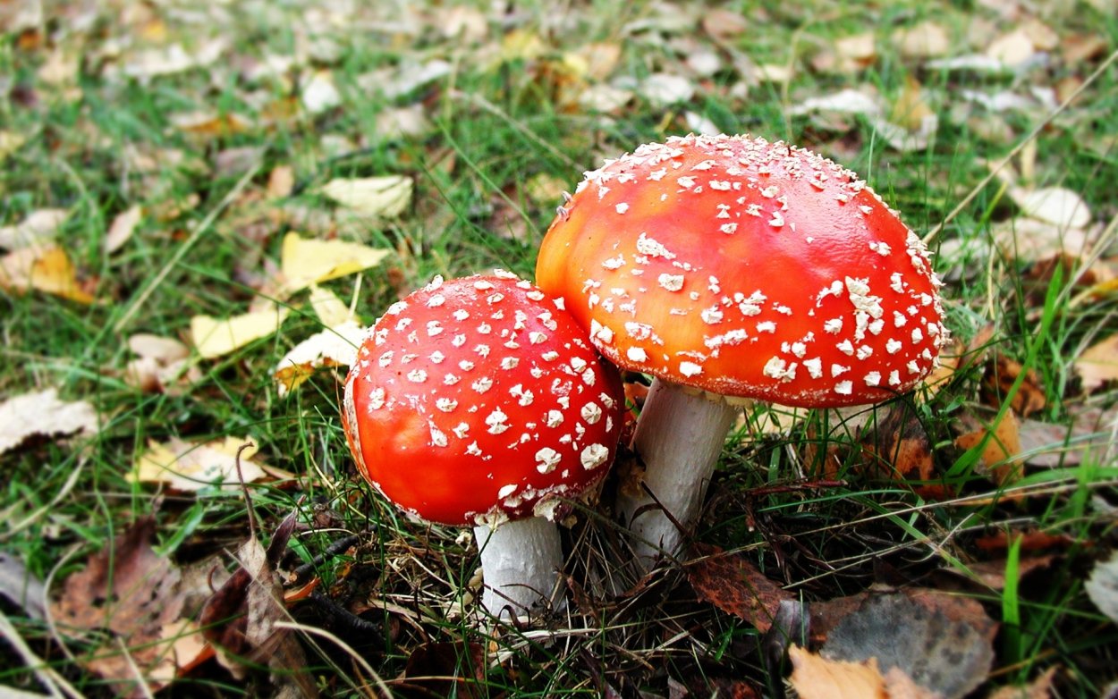 Боровик красно-желтый (Boletus rhodoxanthus)