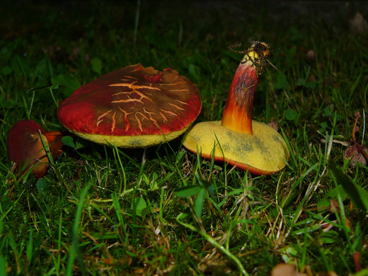 Сыроежка кроваво-красная (Russula sanguinea)