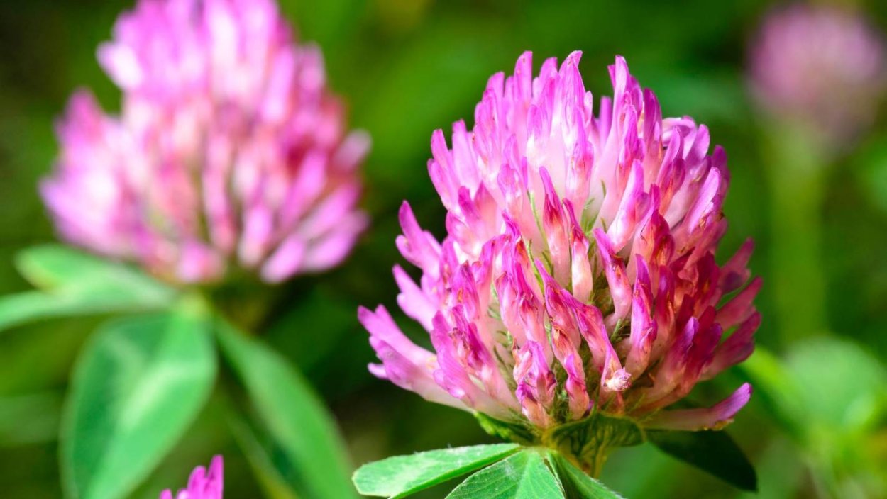 Клевер Луговой соцветие