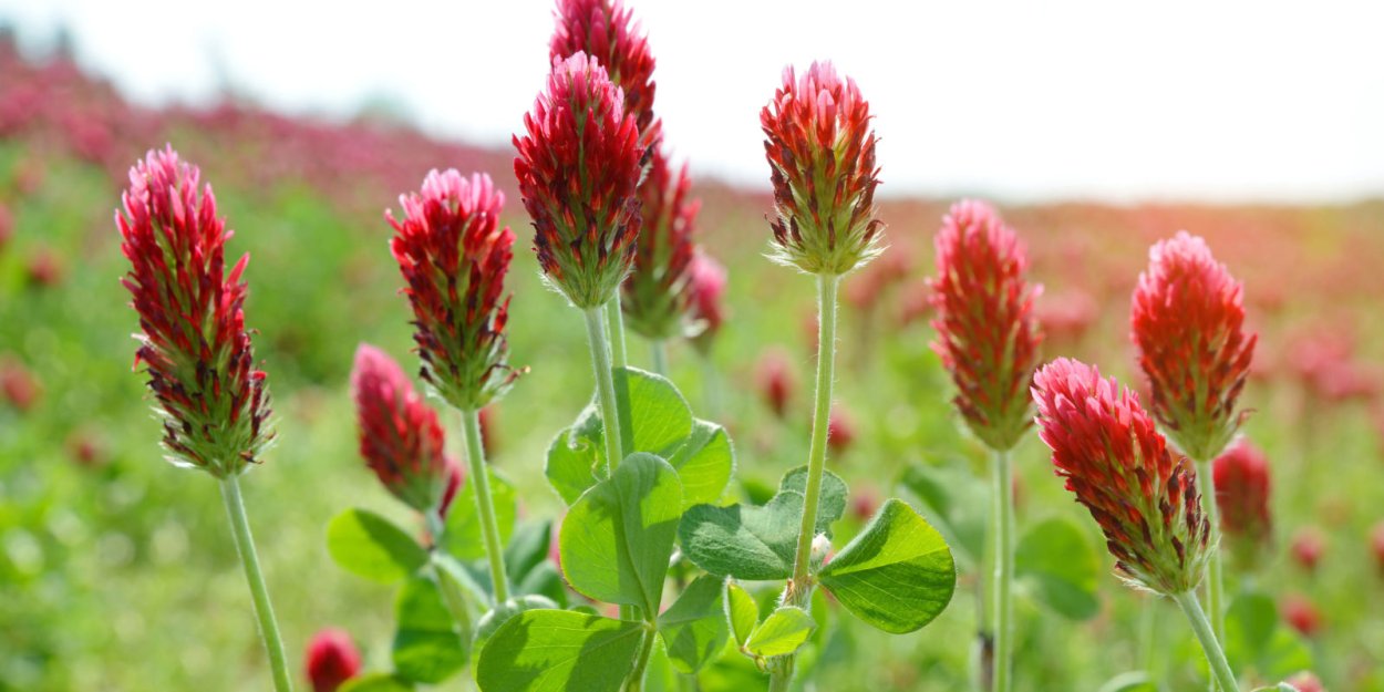 Клевер Луговой род растения