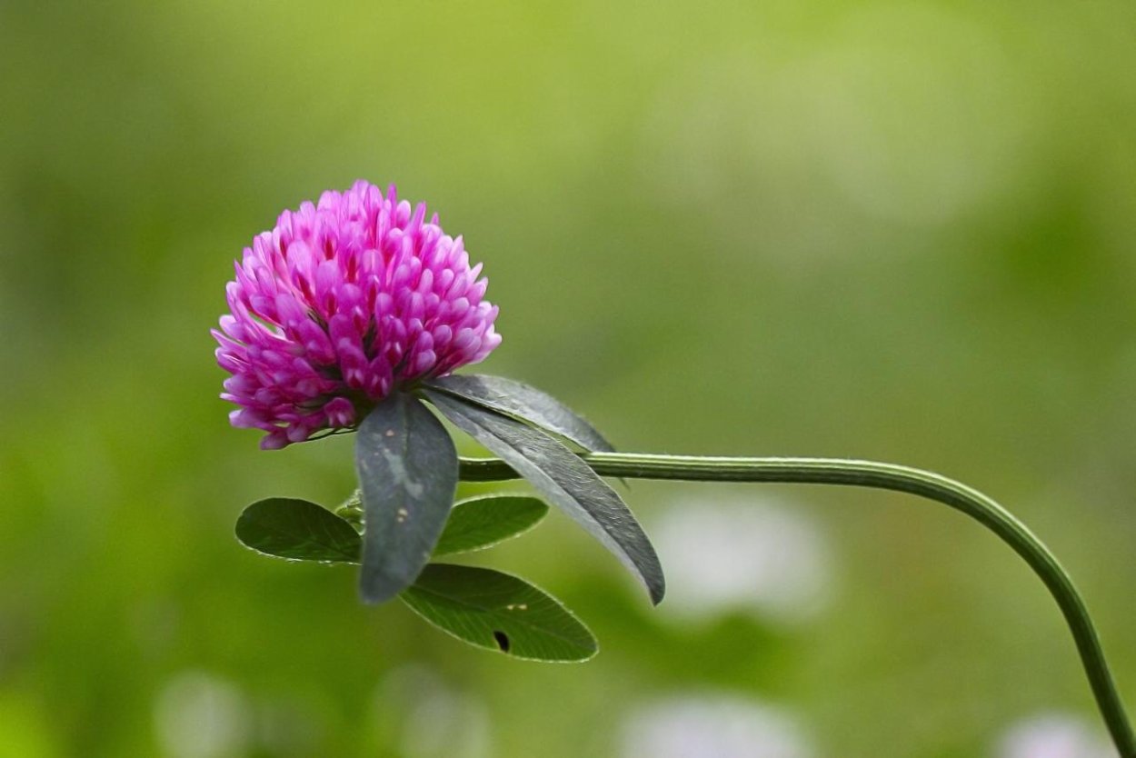 Клевер розовый побегообразование