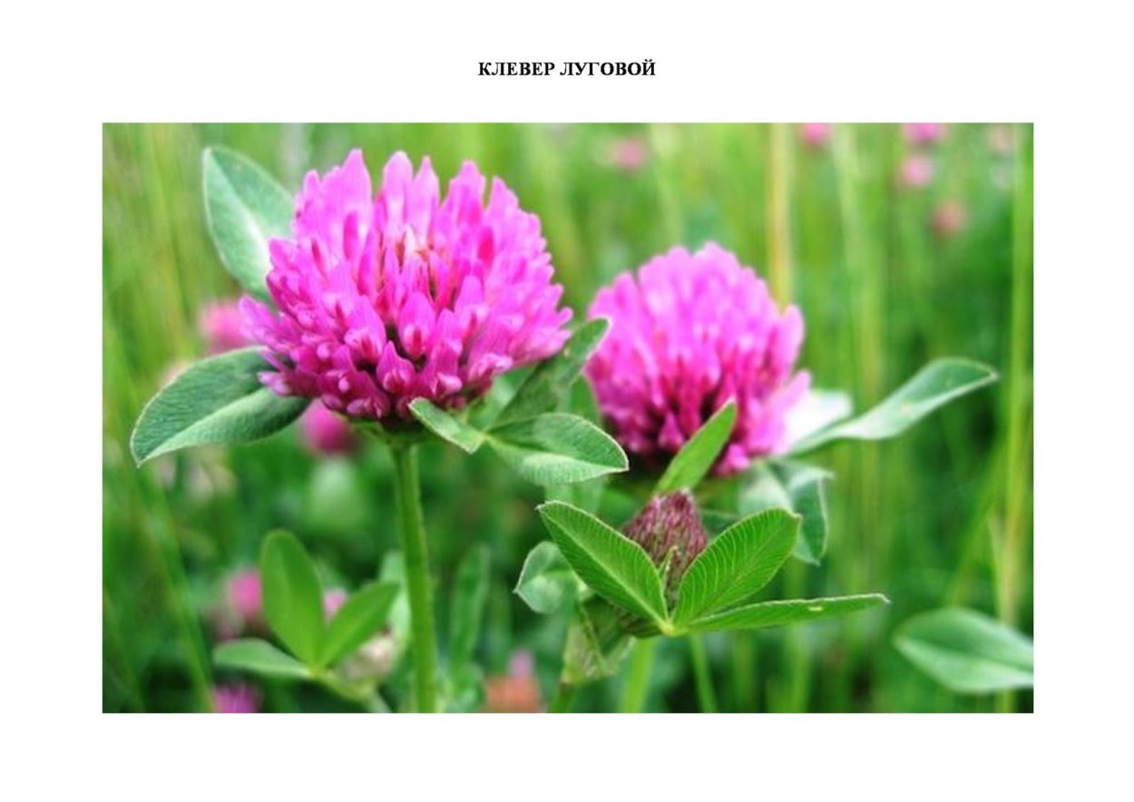 Лекарственные растения Клевер Луговой