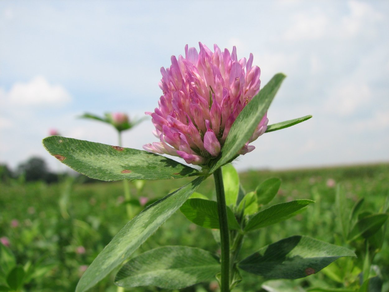 Клевер Луговой, или Клевер красный