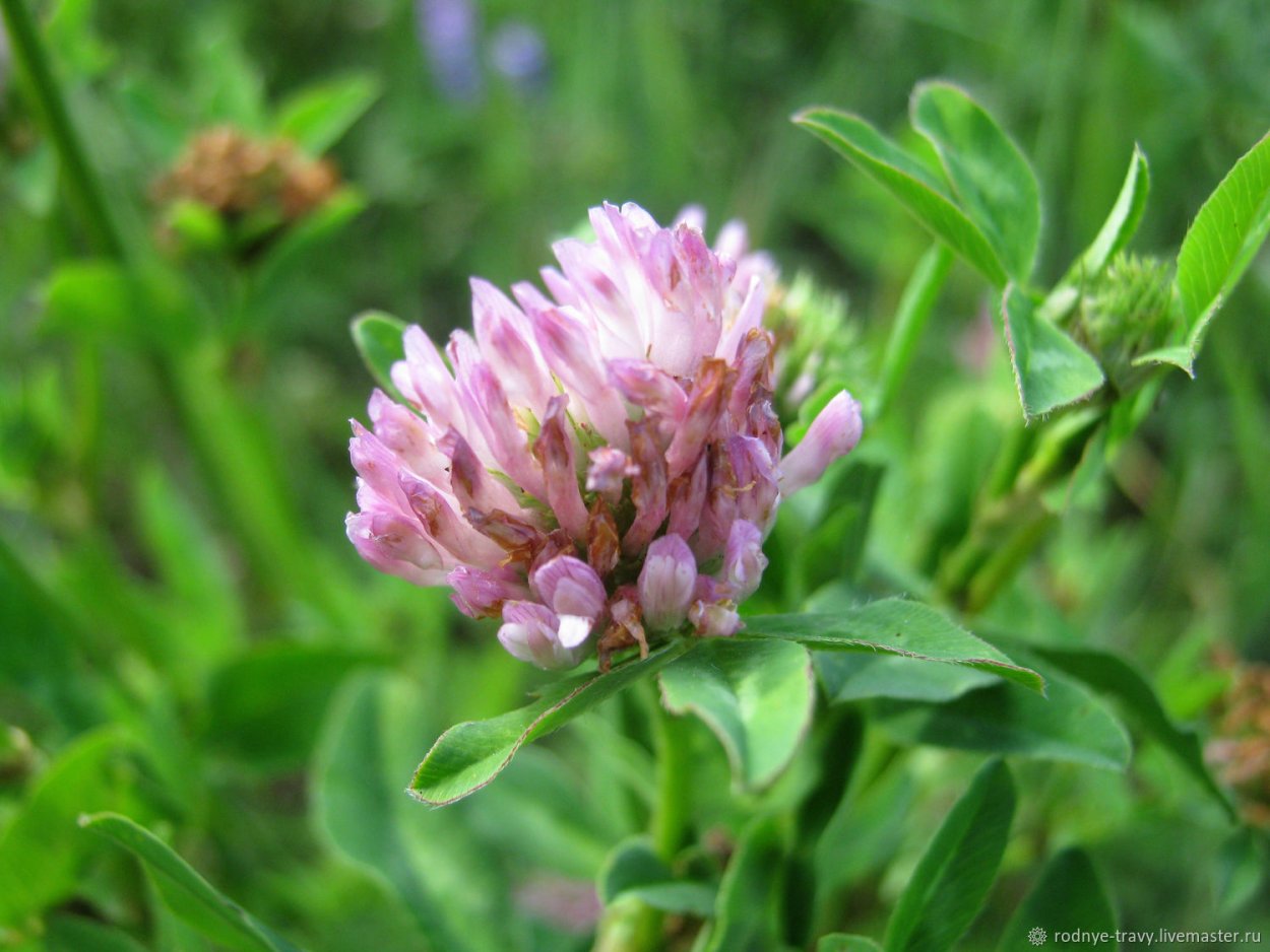 Клевер Луговой растение
