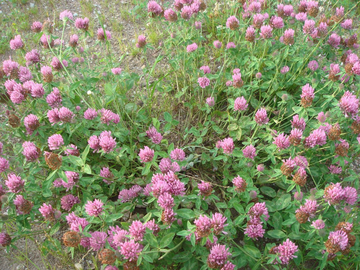 Клевер красный Рубиновая Поляна