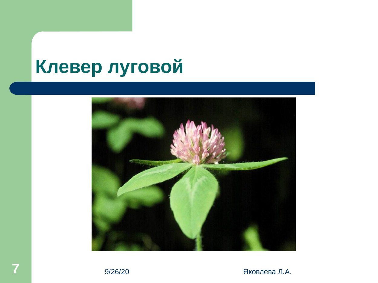 Красный Клевер на белом фоне