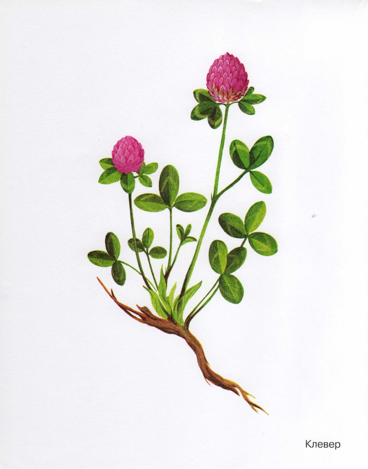 Клевер Луговой Trifolium praténse
