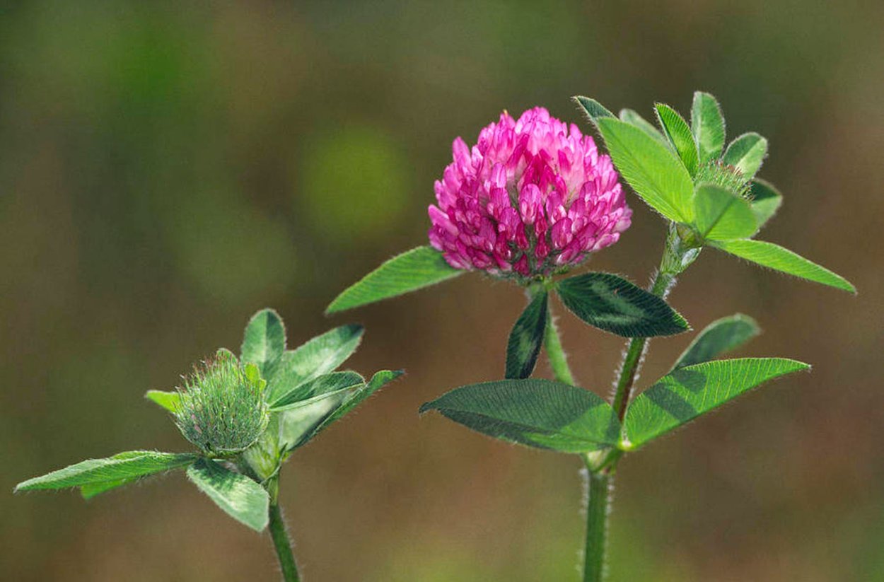 Клевер Луговой Глобал
