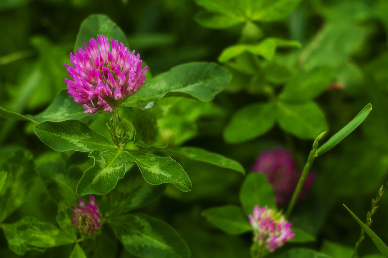 Клевер красный 500 гр.