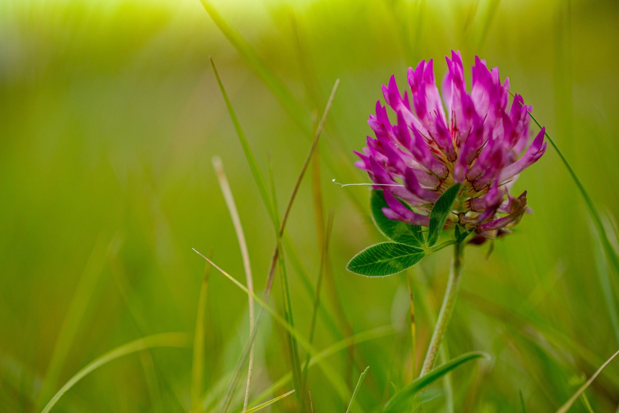 Красный Клевер на белом фоне