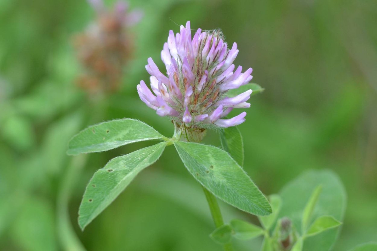 Красный Клевер растение