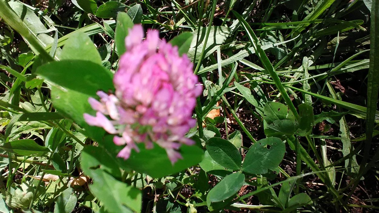 Клевер красный крупнолист