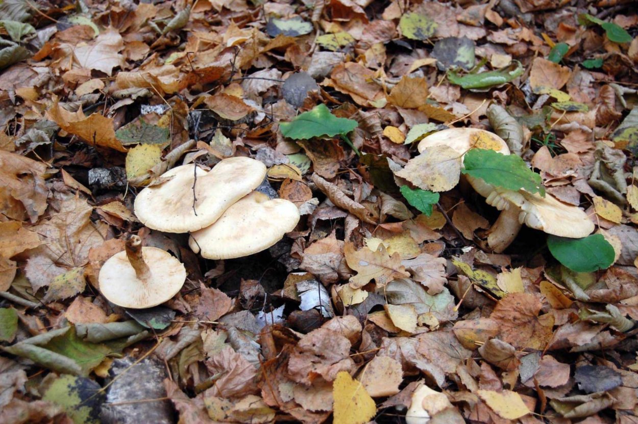 Грибы растущие в Дубах