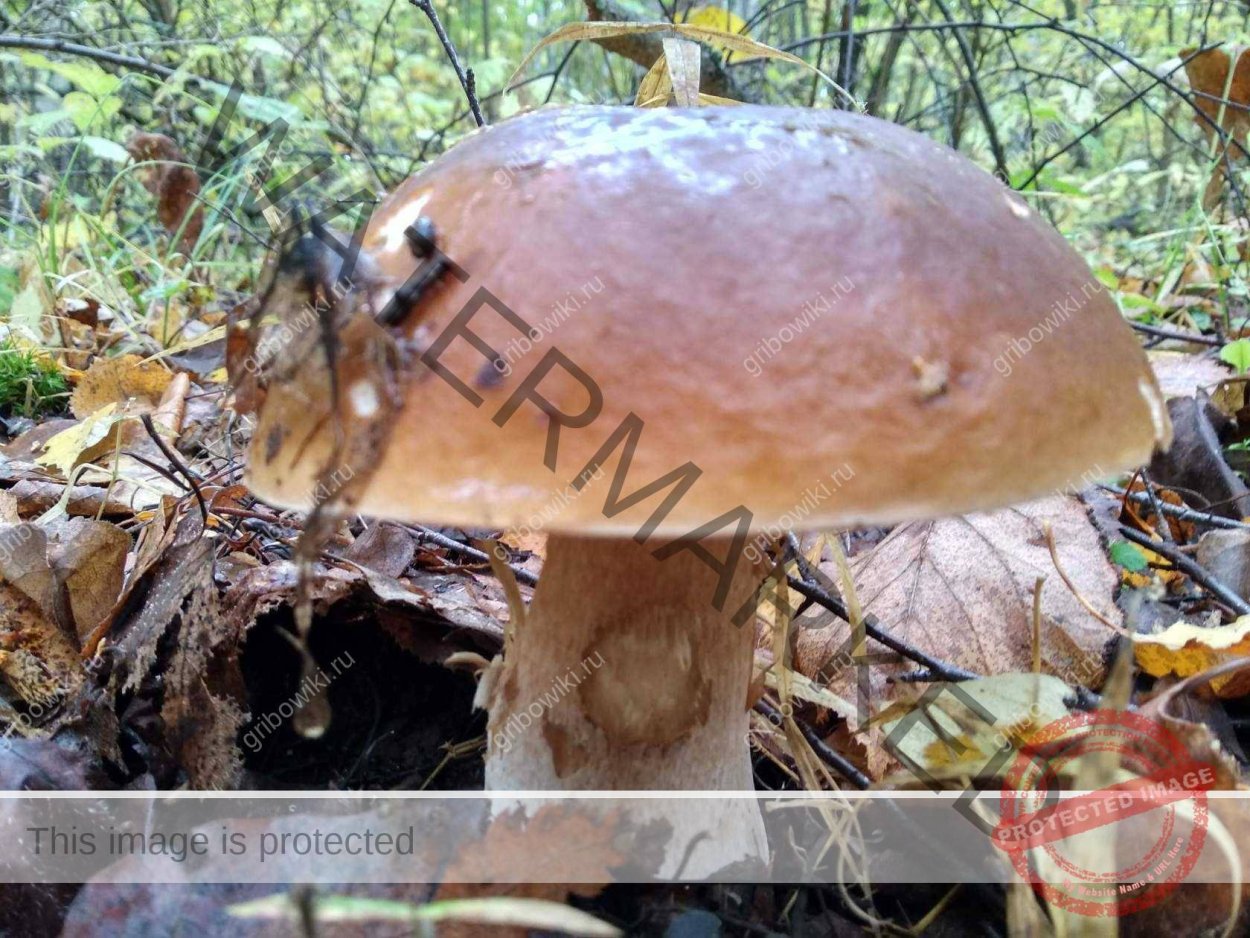 Белый гриб энциклопедия