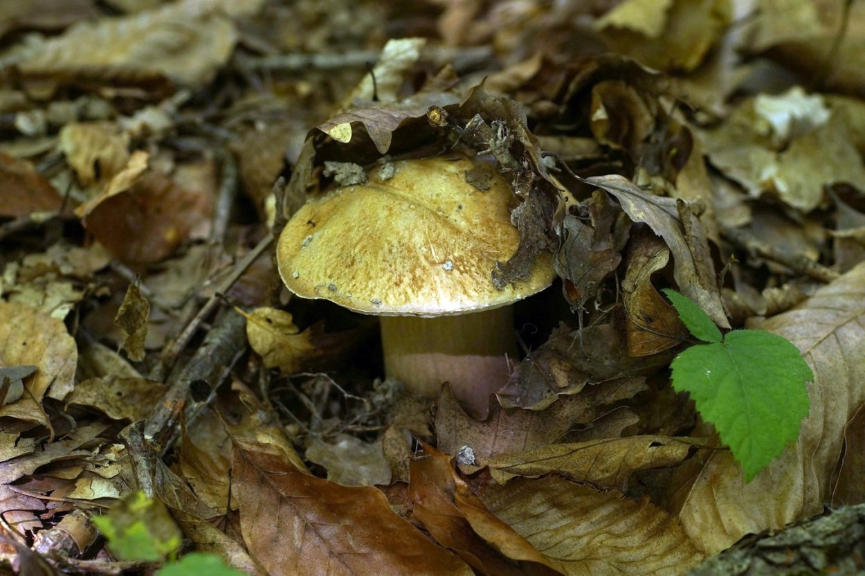 Грибы растущие под дубами