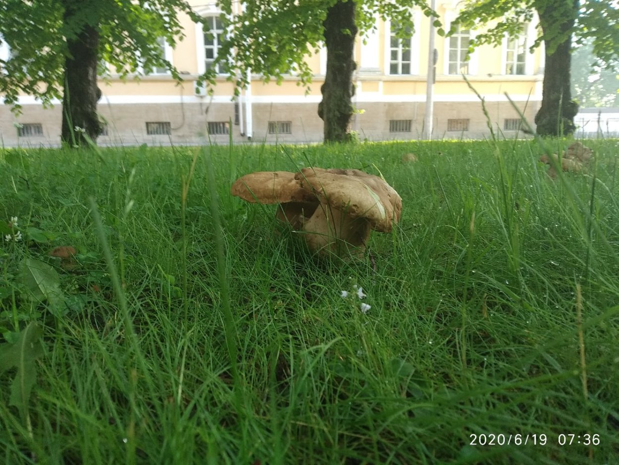 Грибы в парке