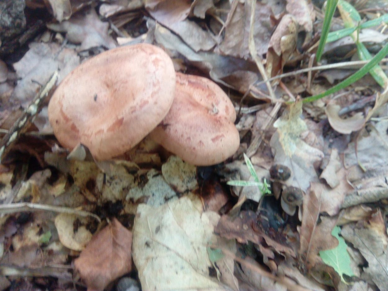 Грибы под дубом