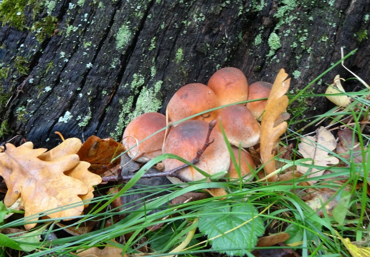 Гриба подберёзовика и берёзы