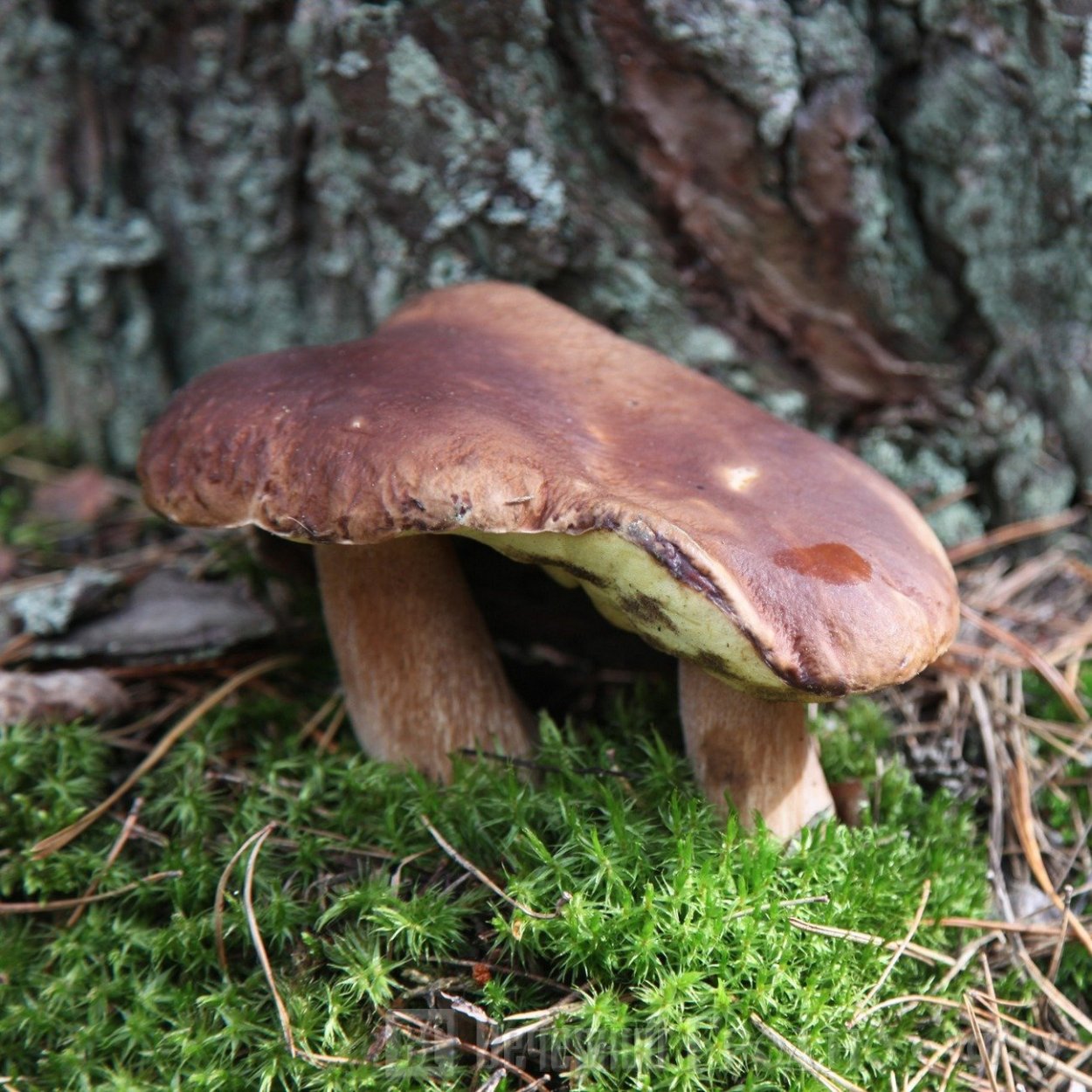 Гриб удача грибника