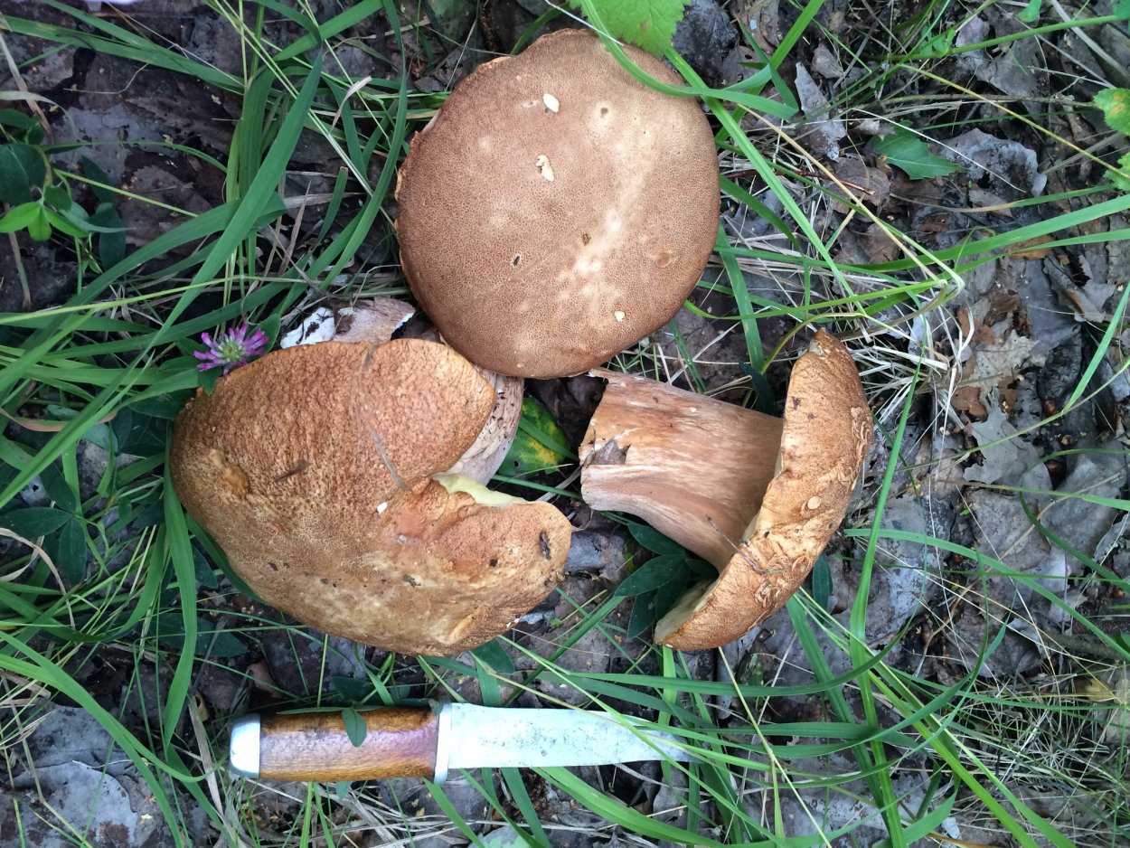 Пеньковые опята