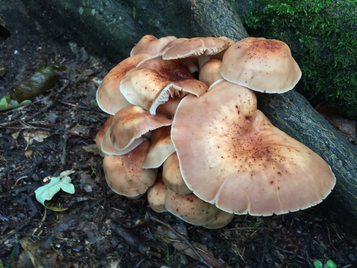 Коллибия веретеноногая Gymnopus fusipes