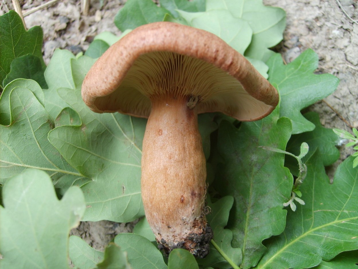 Гриб с зеленой шляпкой и коричневой ножкой