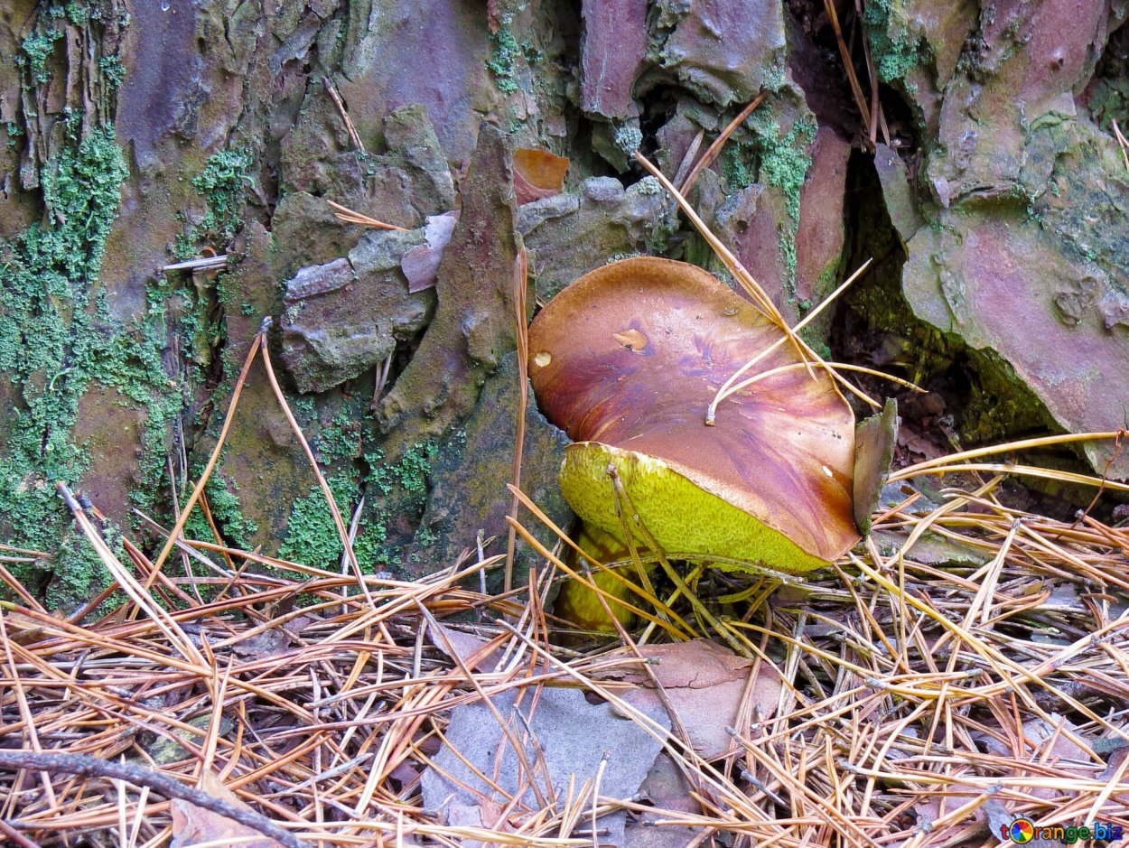 Грибы под деревом