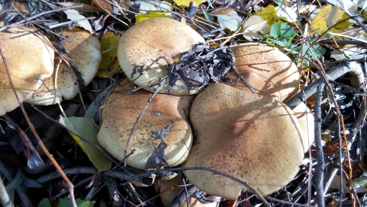 Подъяблоневик гриб