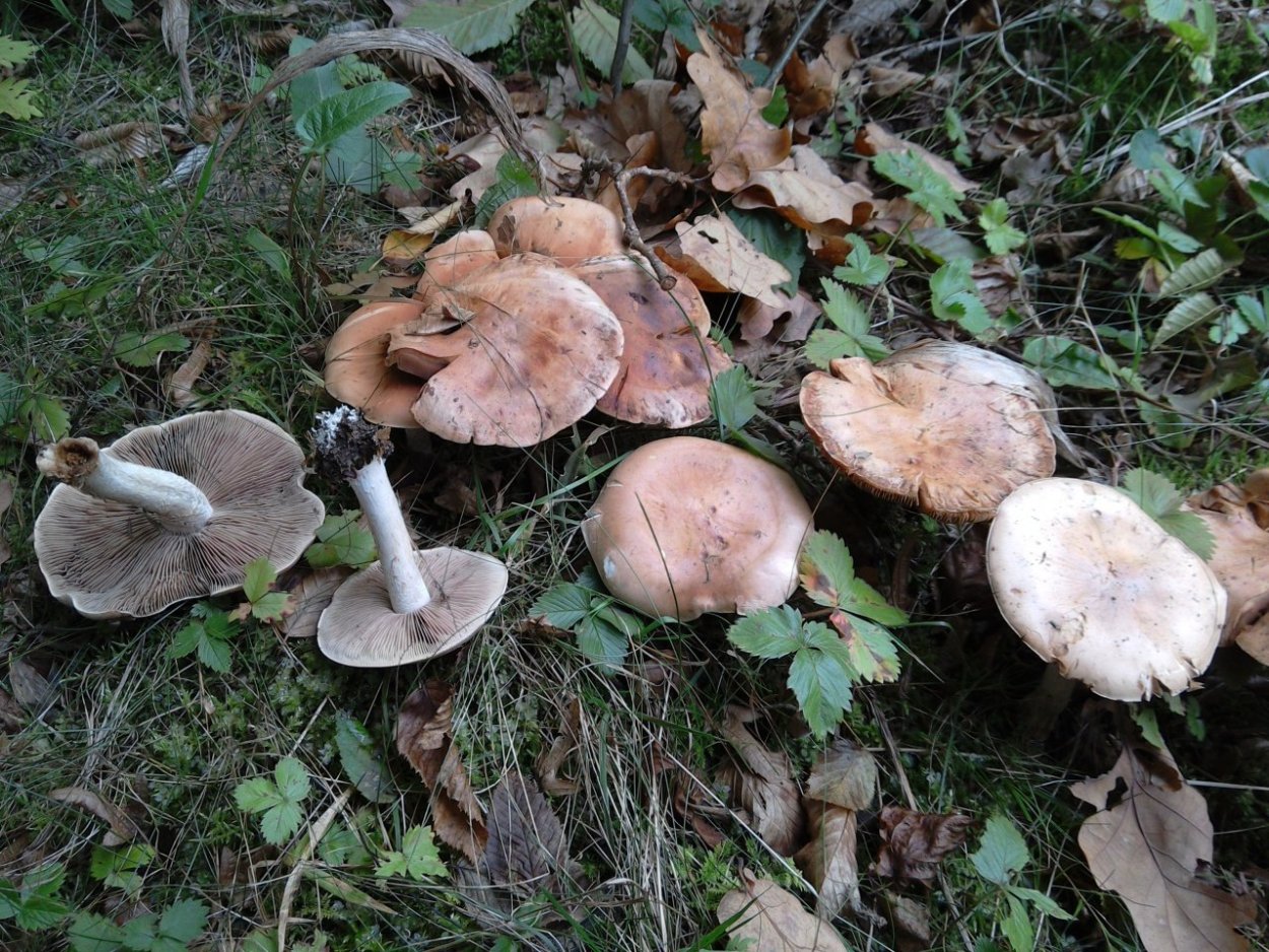 Грузди подтопольники