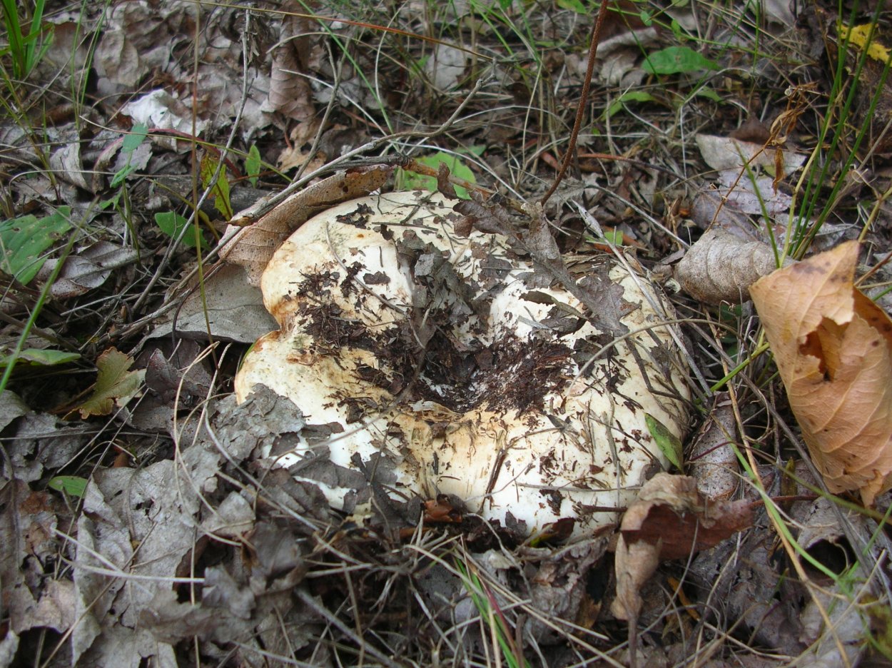 Съедобные грибы растущие под дубами