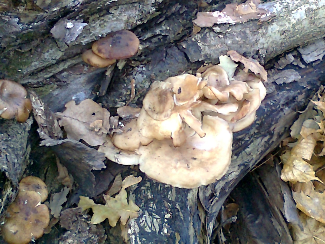 Крымские грибы паутинник