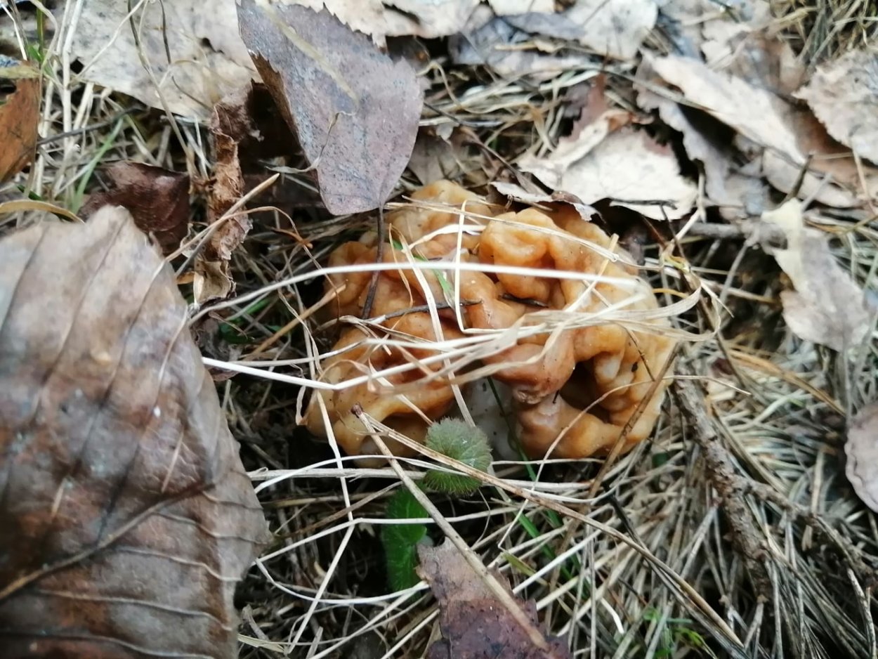 Грибы растущие в Дубах