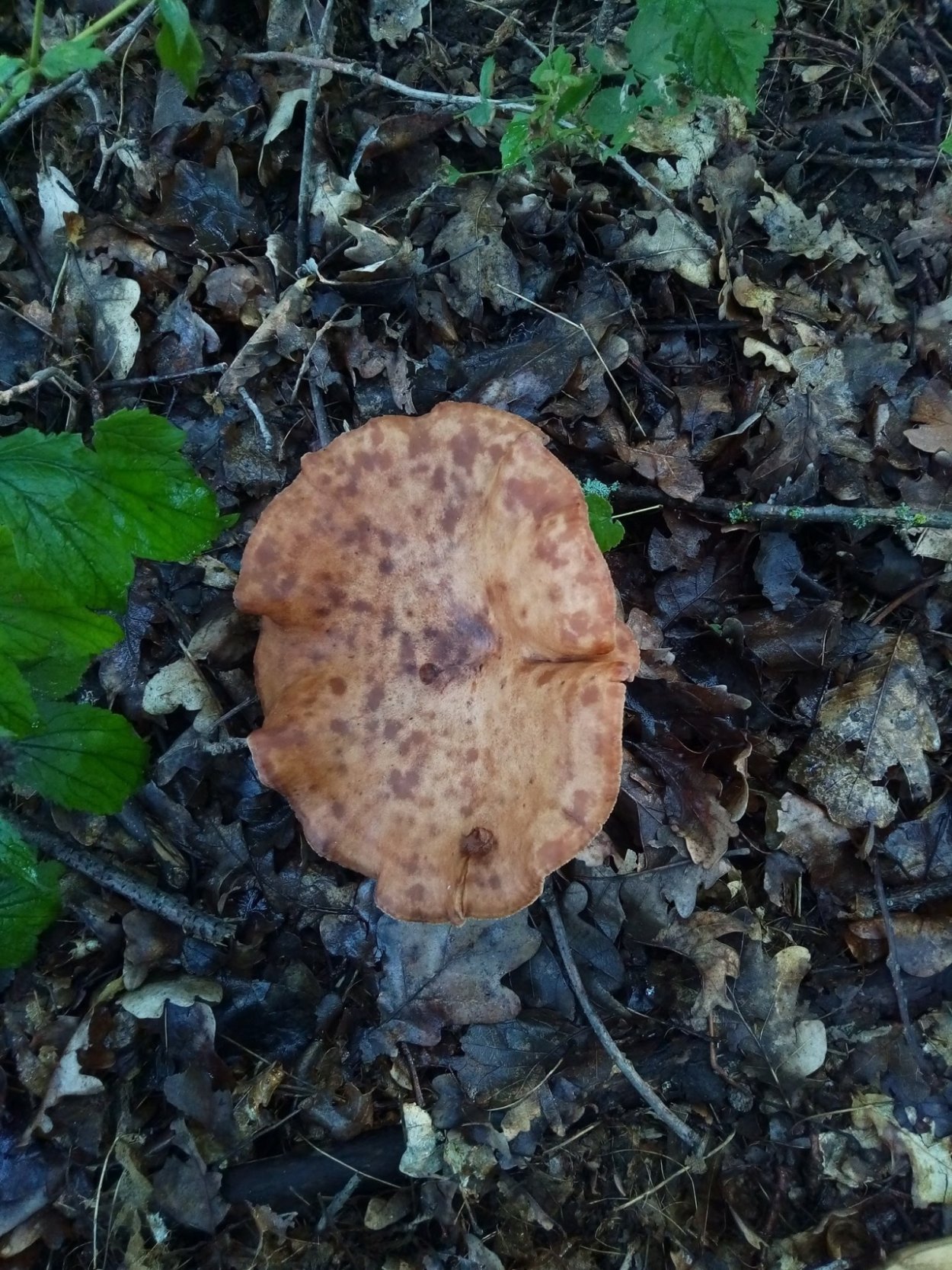 Грибы под дубом картинка