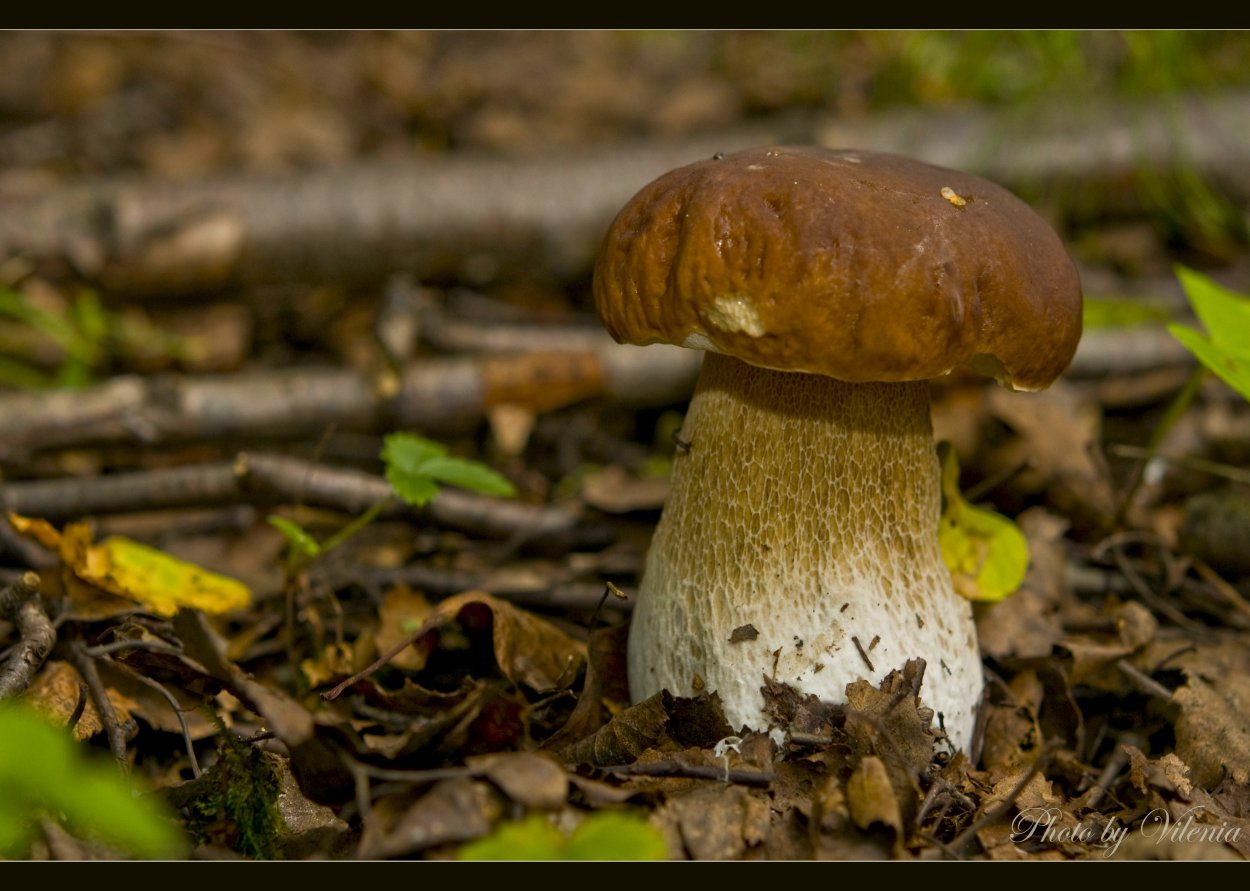 Гриб говорушка рыже-бурая