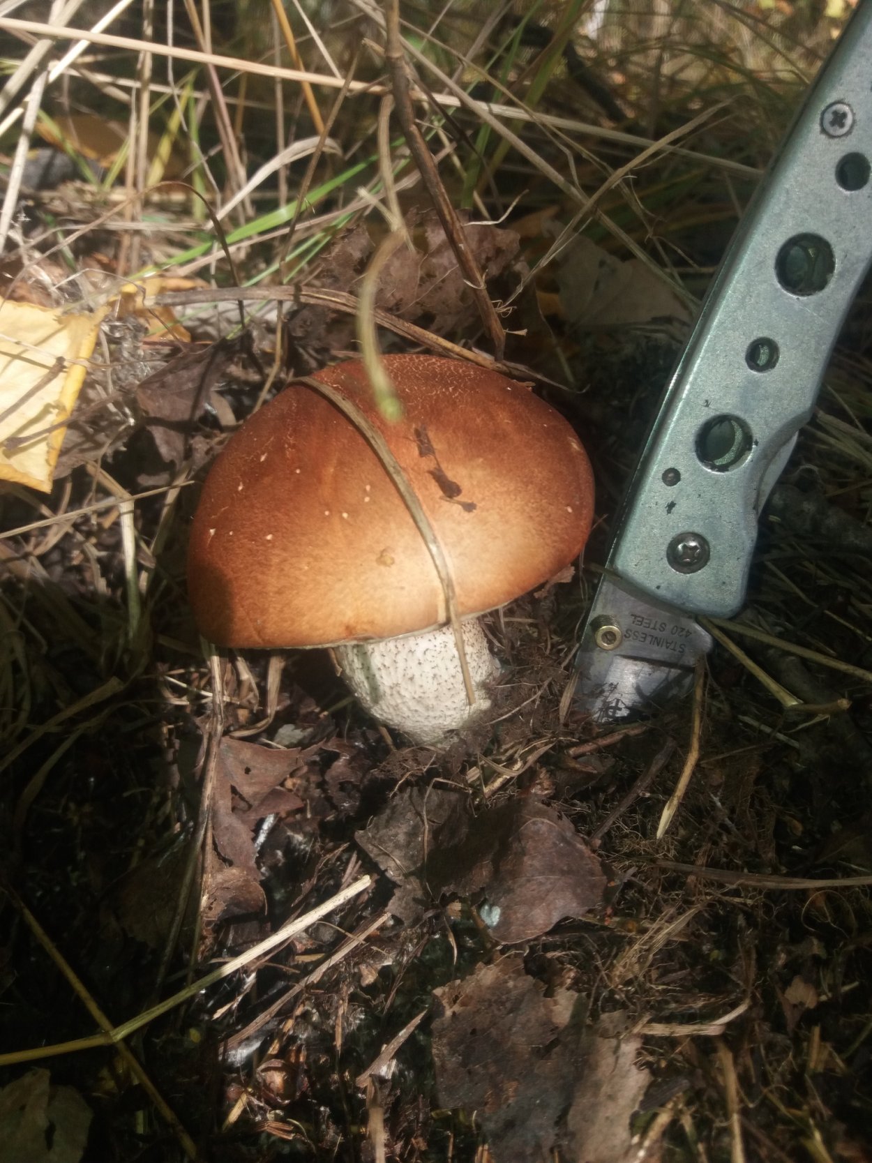 Грибы в осеннем лесу