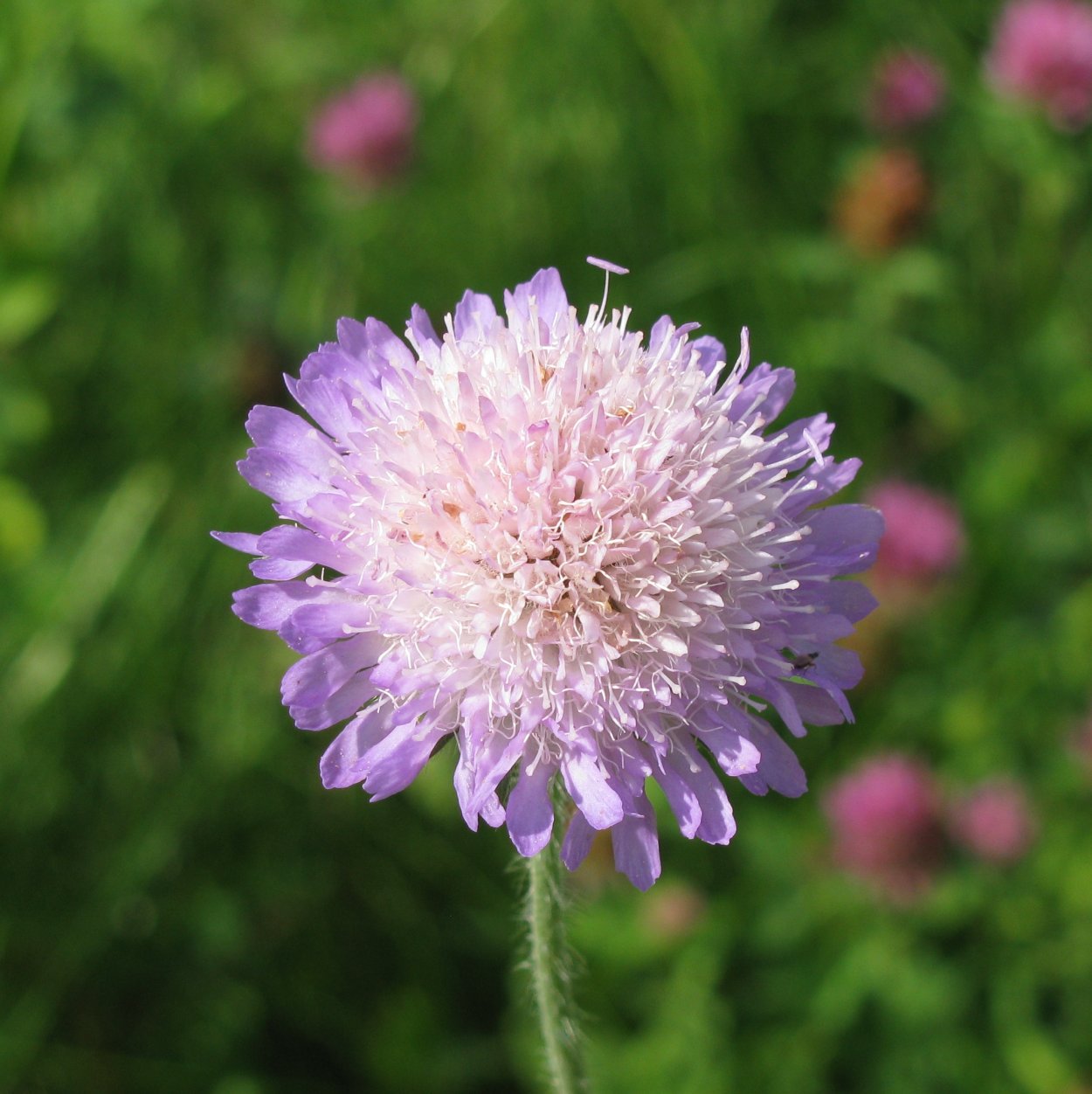 Короставник полевой (Knautia arvensis)