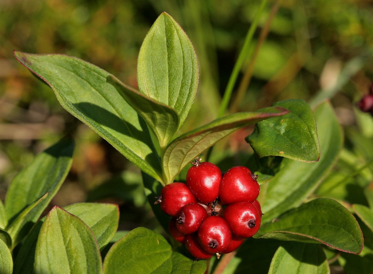 Шведский дерен ягода
