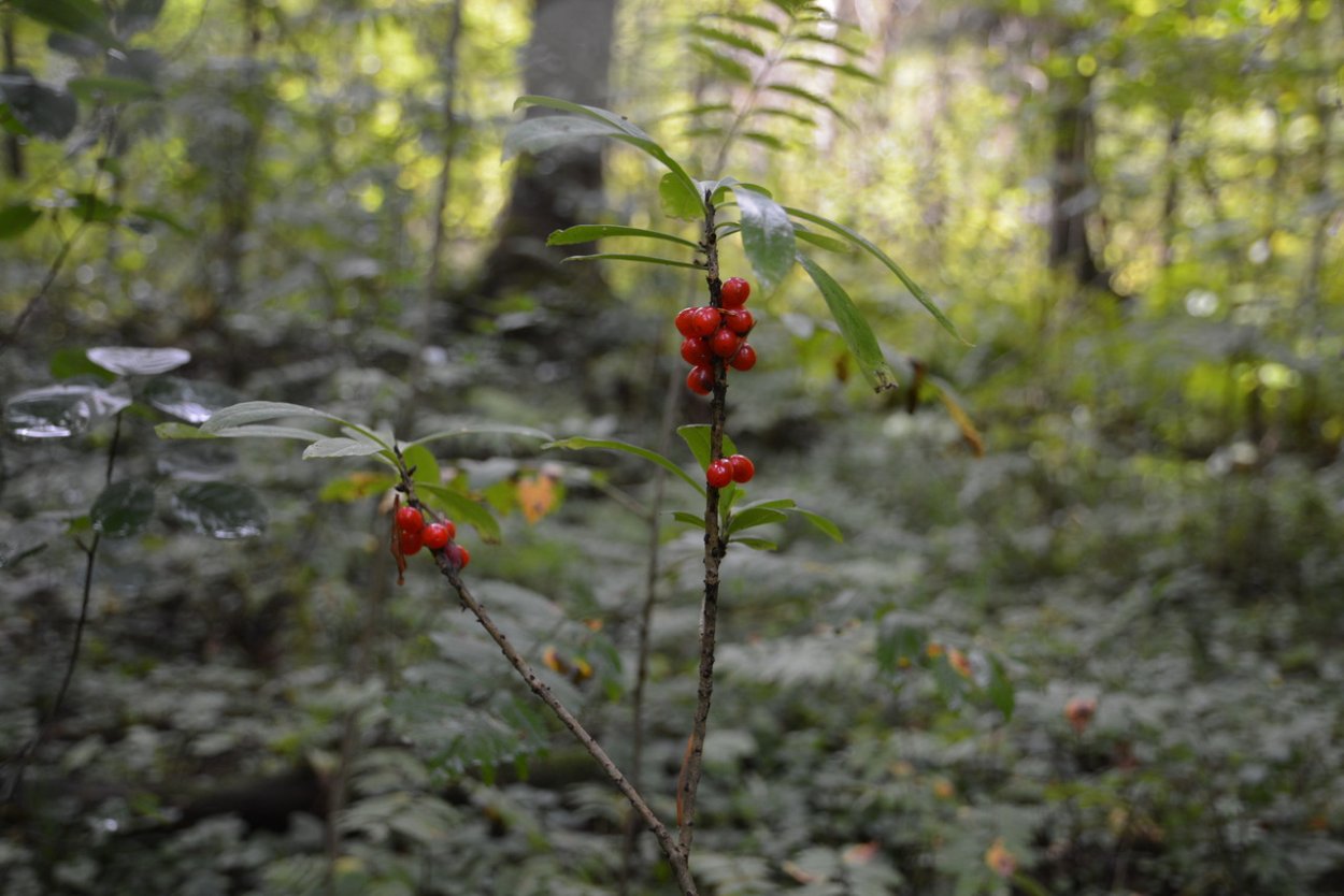 Волчье лыко