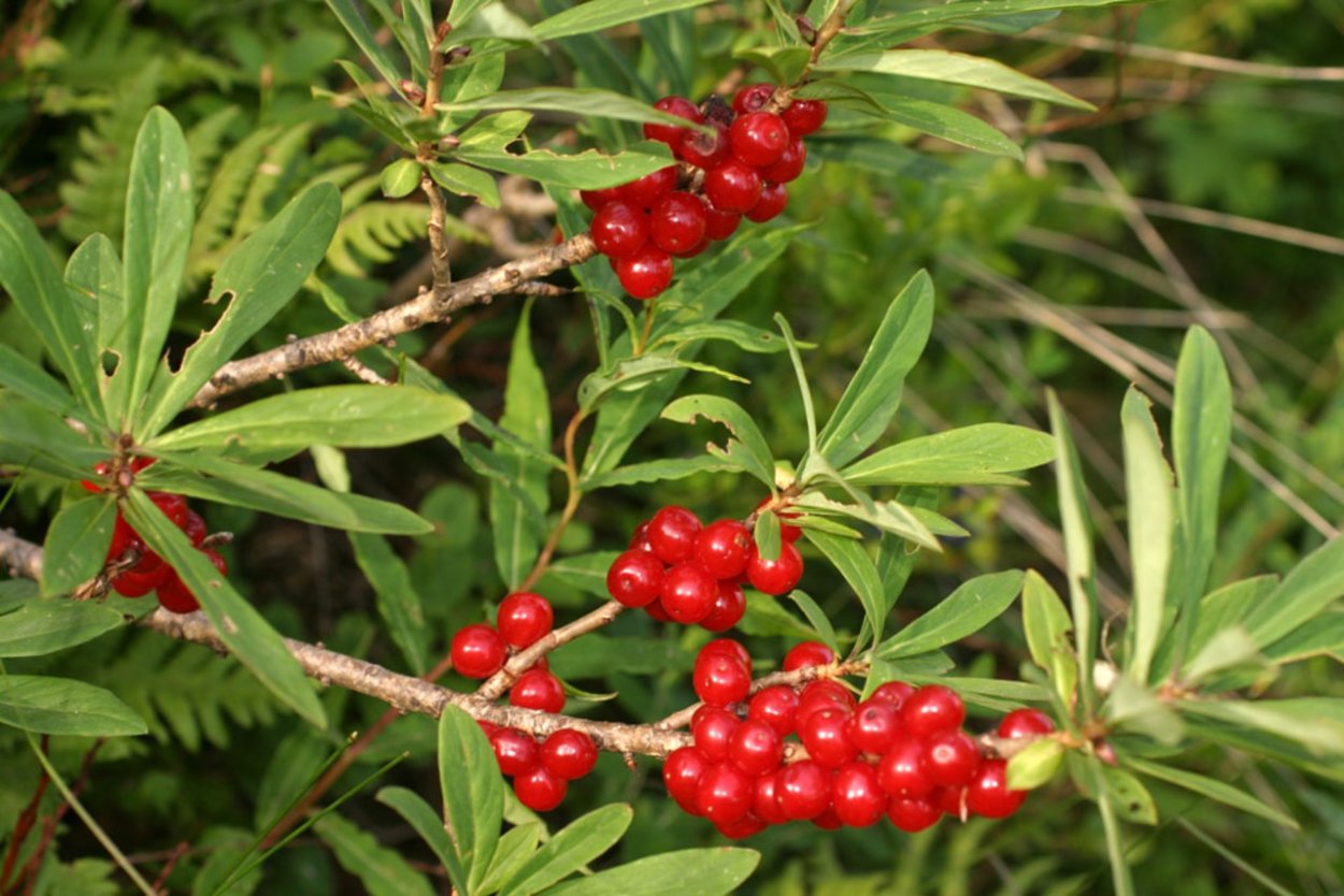 Волчье лыко ягода