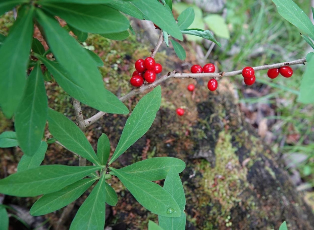 Волчеягодник Баксанский