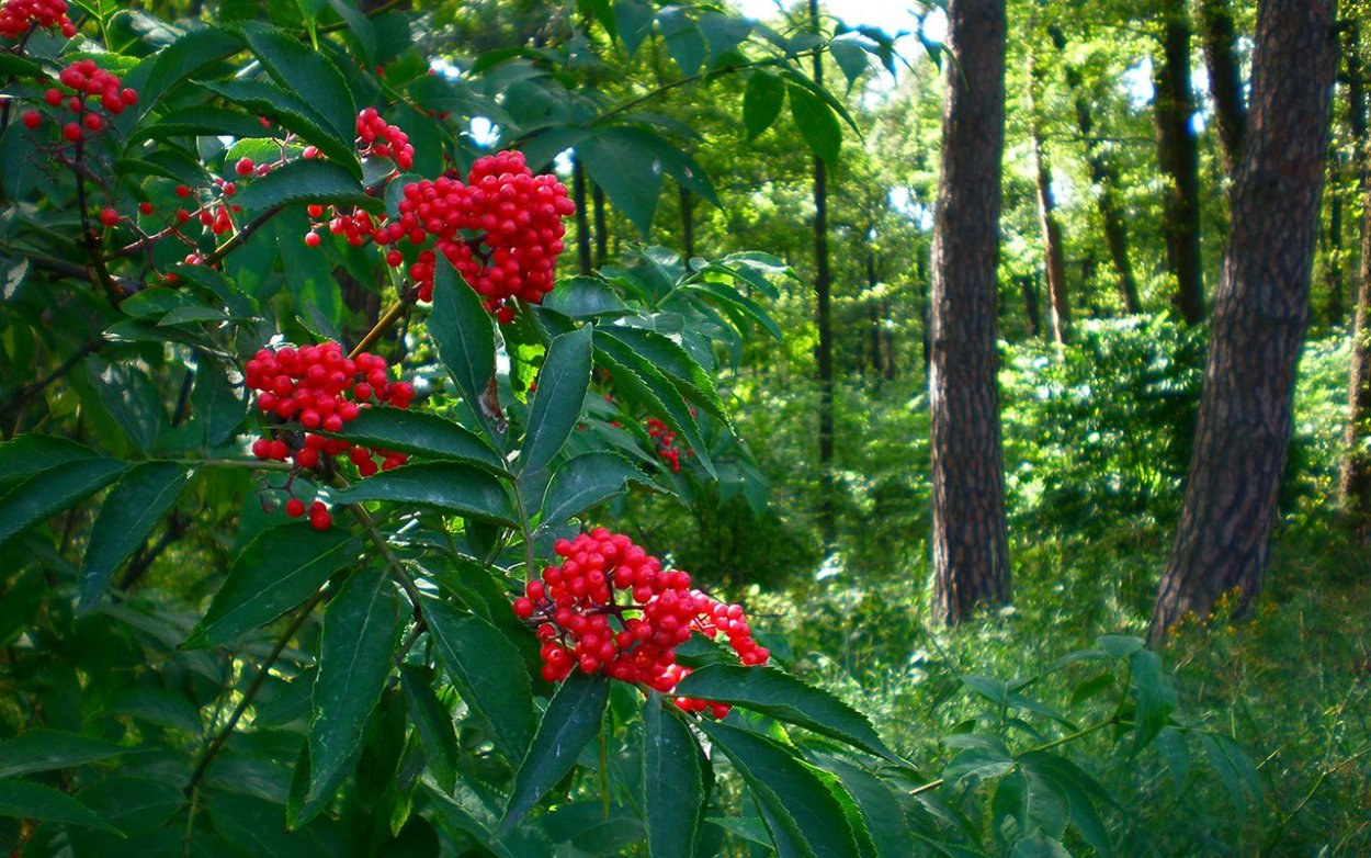Волчье лыко куст