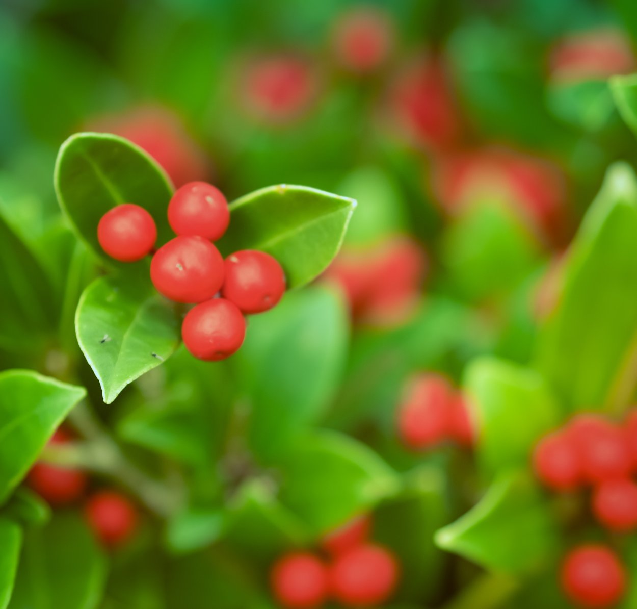 Брусника и Волчья ягода