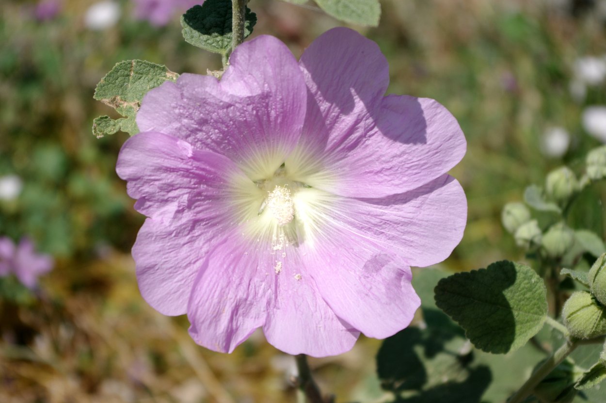 Мальва холлихок