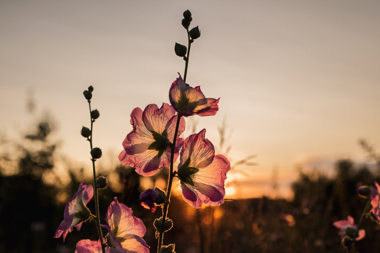 Маковая Мальва