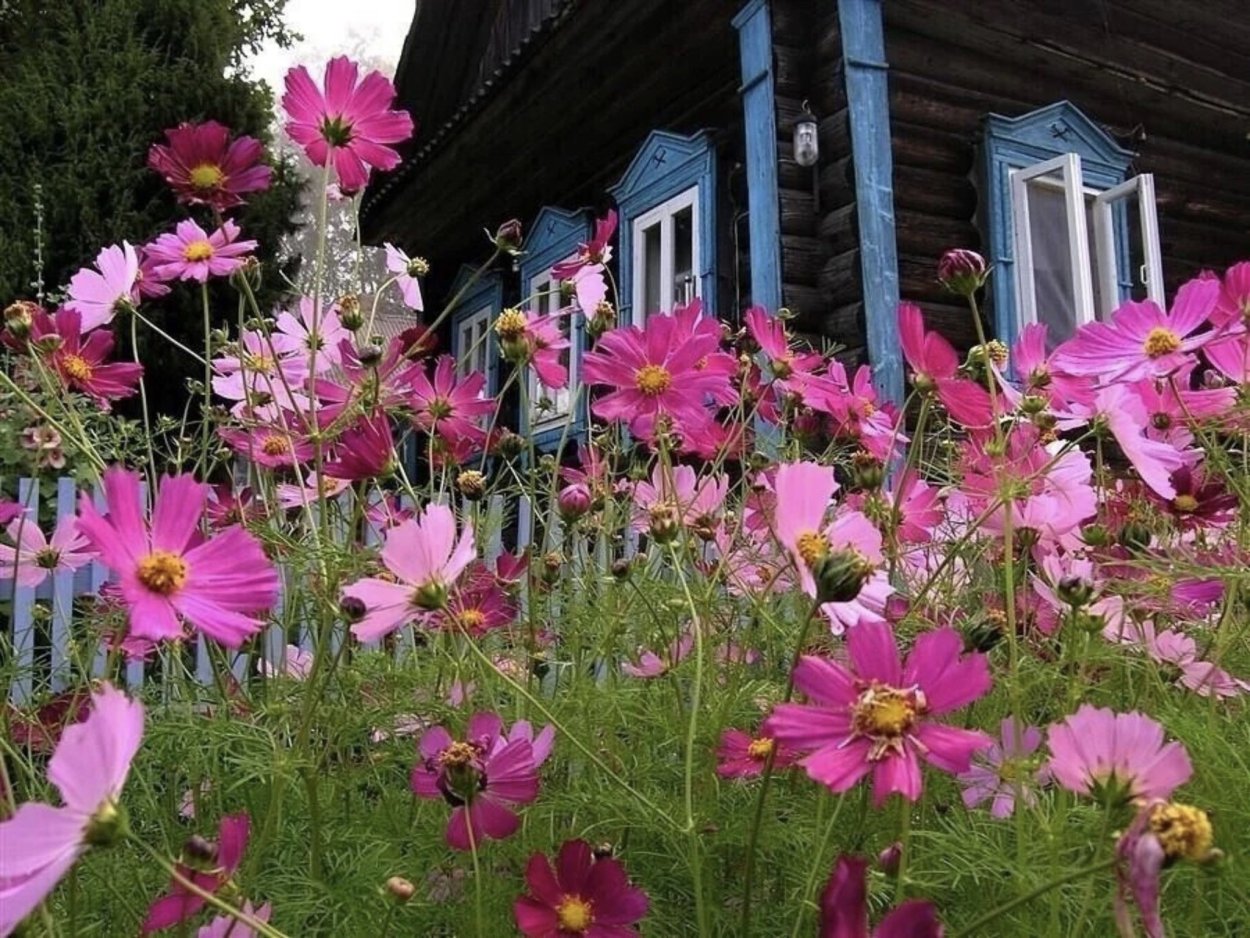 Космея Бабушкин палисадник