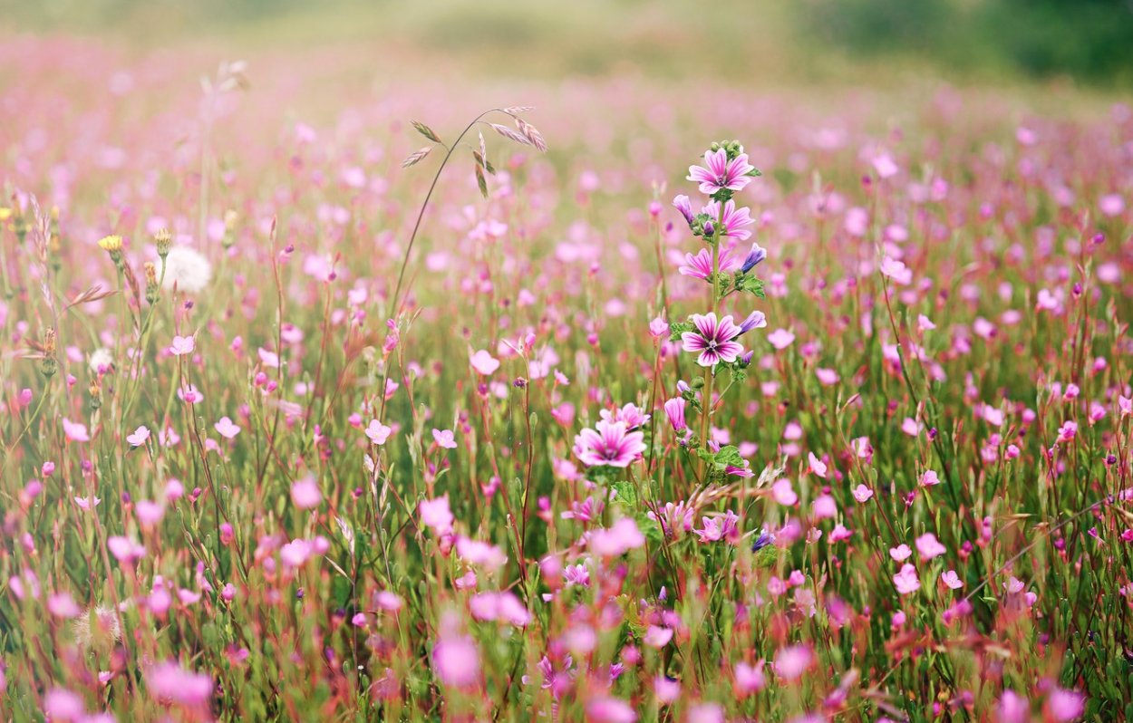 Поле полевых цветов высокое разрешение